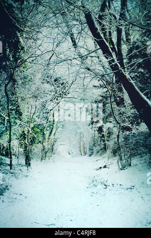 Schnee bedeckte Weg durch Wald Stockfoto