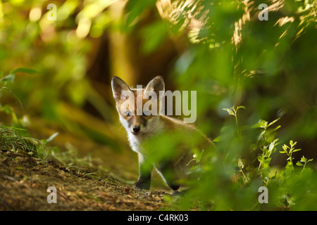 Red Fox Cub Erkundung seiner Höhle (Vulpes Vulpes), UK Stockfoto