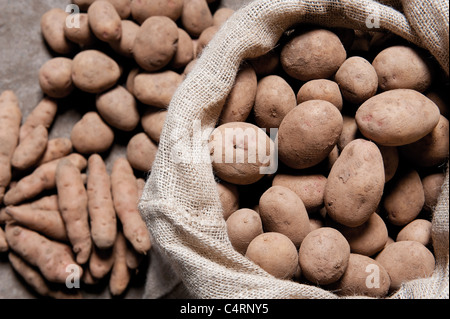 Pink Fir Apple, unten links und Picasso Pflanzkartoffeln. Stockfoto