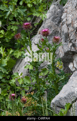 Die Mariendistel blüht auf der Insel Maligrad in Prespa-See in Albanien.  Mariendistel Blüht Auf der Insel Maligrad Im Prespasee Stockfoto