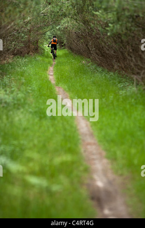 Mountainbiker durchfährt Thetford Forest Park, England, Vereinigtes Königreich Stockfoto