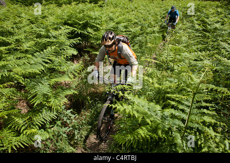 Paar Mountainbiker fahren durch Thetford Forest Park, England, Vereinigtes Königreich Stockfoto