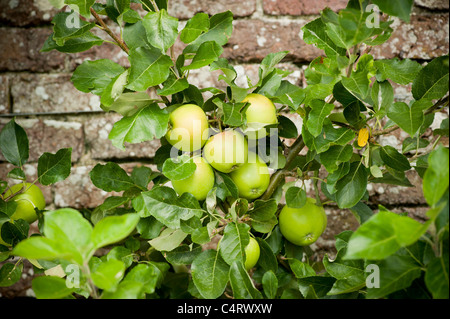 Grüne Äpfel wachsen auf einem Baum gegen eine Ziegelmauer. Stockfoto