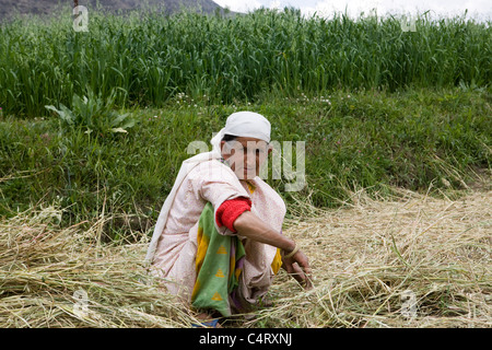 Kashmiri Frau schneidet und sammelt Rasen in Feldern in der Nähe Manasbal See, im Bundesstaat Jammu & Kaschmir, Indien Stockfoto