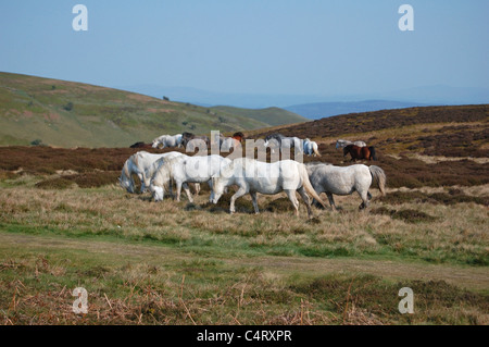 wilde Pferde auf den langen Mynd in shropshire Stockfoto
