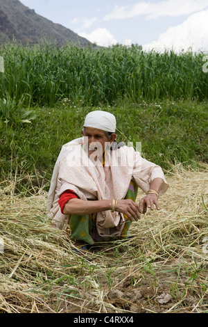 Kashmiri Frau schneidet und sammelt Rasen in Feldern in der Nähe Manasbal See, im Bundesstaat Jammu & Kaschmir, Indien Stockfoto