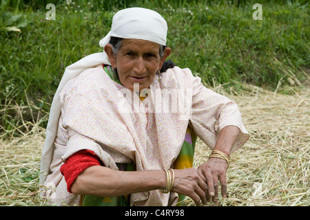 Kashmiri Frau schneidet und sammelt Rasen in Feldern in der Nähe Manasbal See, im Bundesstaat Jammu & Kaschmir, Indien Stockfoto