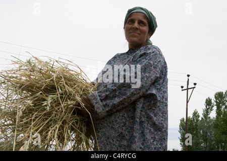 Kashmiri Frau schneidet und sammelt Rasen in Feldern in der Nähe Manasbal See, im Bundesstaat Jammu & Kaschmir, Indien Stockfoto