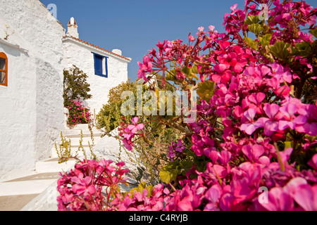 bunte Blumen und typischen weißen Gebäuden auf dem Weg zur Burg Castro in Skopelos-Stadt, nördlichen Sporaden, Griechenland Stockfoto