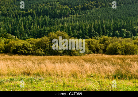 Dubwath Silber Wiesen Feuchtgebiet Naturschutzgebiet. Lake District National Park. Stockfoto