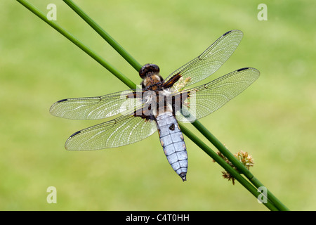 Breit-bodied Chaser, Libellula Depressa, einzelne Insekt, Midlands, Juni 2011 Stockfoto