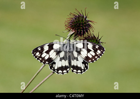 Schachbrettfalter, Melanargia Galathea, einzelne Insekt, Midlands, Juni 2011 Stockfoto