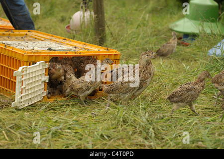 Fasan Poults freigesetzt Stockfoto