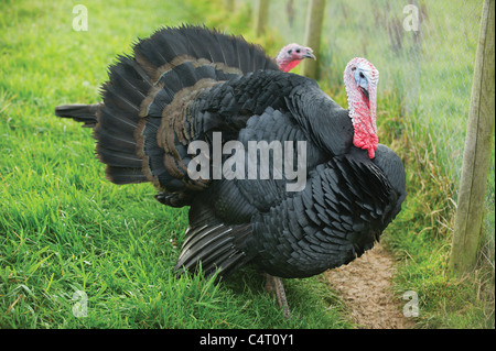 Norfolk schwarz Türkei männliche weibliche Sorte der Türkei Puten Bauernhof Scotland UK Freilandhaltung Bio-Bauernhof Feld Landwirtschaft Weihnachten Stockfoto