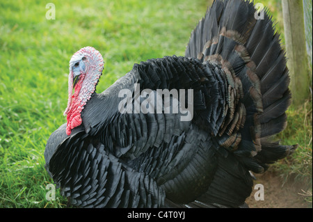 Norfolk schwarz Türkei männliche weibliche Sorte der Türkei Puten Bauernhof Scotland UK Freilandhaltung Bio-Bauernhof Feld Landwirtschaft Weihnachten Stockfoto