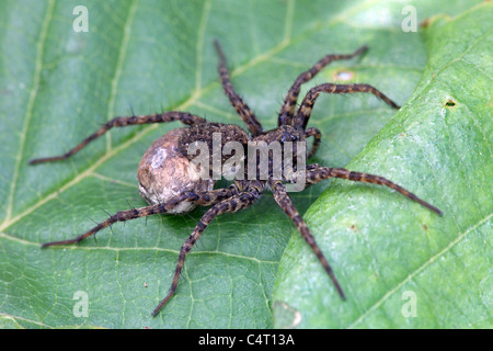Weibliche Wolfspinne-Pardosa spp Stockfoto
