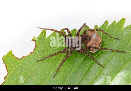 Weibliche Wolfspinne-Pardosa-Sp mit Ei Sac Stockfoto