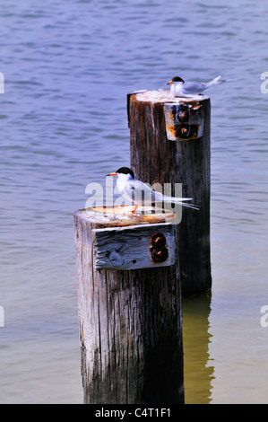 Flussseeschwalben (Sterna Hirundo) ruhen auf hölzernen Pfählen im Edwin B. Forsythe National Wildlife Refuge, New Jersey Stockfoto