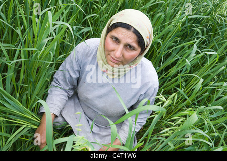 Kashmiri Frau in Wiesen in der Nähe von Manasbal See, im Bundesstaat Jammu & Kaschmir, Indien Stockfoto