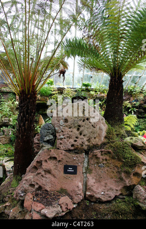 Ascog Hall Gardens & viktorianischen Fernery Stockfoto