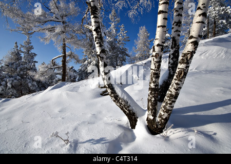 Winter-russische Landschaft. Birke Trunks und Schnee. Blauer Himmel. Süd-Ural-Gebirge. Ilmenskiy Grat. Russland. Stockfoto