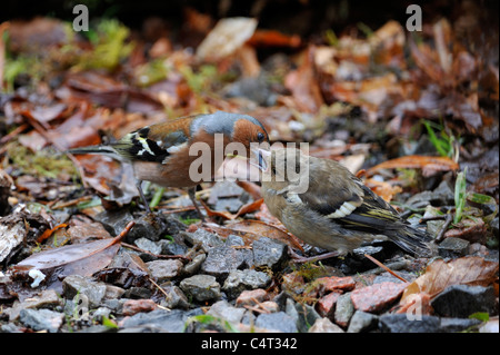 Gemeinsamen Buchfinken (Fringilla Coelebs) Stockfoto