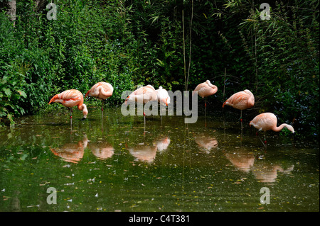 Flamingos, die tun, was sie am besten stehend auf einem Bein Immobilien von Twycross Zoo England uk Stockfoto