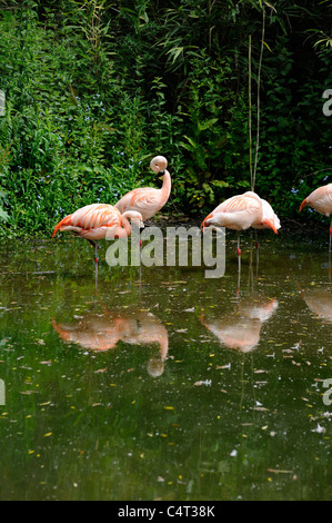 Flamingos, die tun, was sie am besten stehend auf einem Bein Immobilien von Twycross Zoo England uk Stockfoto