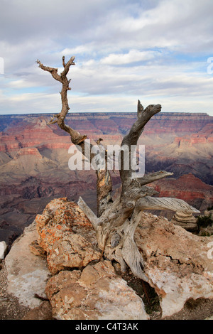 Ein toter Baum im Yaki Point Overlook am South Rim des Grand Canyon National Park, Arizona, USA Stockfoto