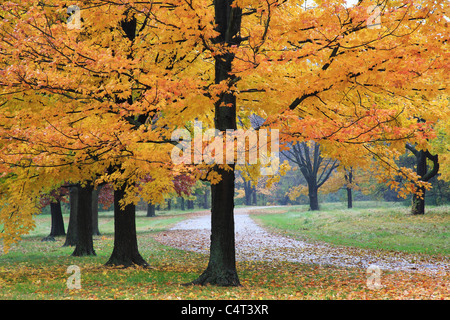 Einer ruhigen Spazierweg durch den Park an einem regnerischen Tag im Herbst, Sharon Woods, südwestlichen Ohio, USA Stockfoto