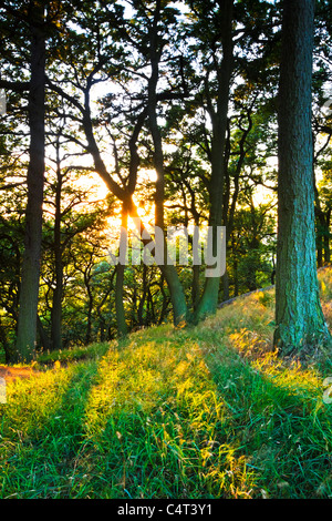 Am späten Abendlicht durch die Bäume in Newton Holz unten Nähe Topping, in der Nähe von Great Ayton, Cleveland, England Stockfoto