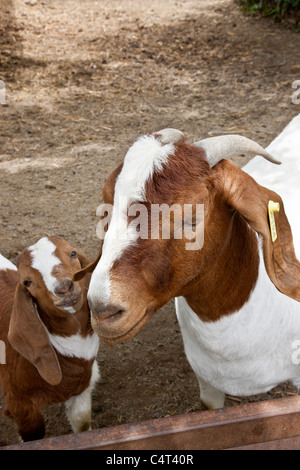 Ziegen "Boer" Mutter mit Kind Stockfoto