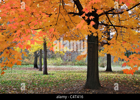 Leuchtende Farbe produziert bei Licht fällt durch Herbstlaub an einem bewölkten Tag In den Park, südwestlichen Ohio, USA Stockfoto