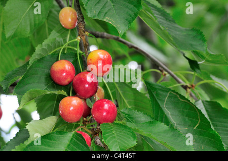 Nahaufnahme von Süßkirschen am Baum Stockfoto