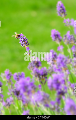 Nahaufnahme eines blauen Lavendelblüten und Biene vor grünem Hintergrund Stockfoto
