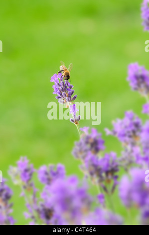 Nahaufnahme eines blauen Lavendelblüten und Biene vor grünem Hintergrund Stockfoto