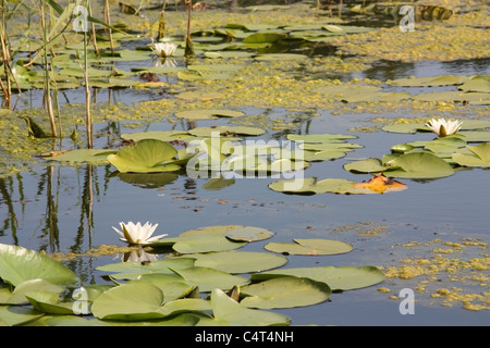 Drei weiße Lilien, Blätter, Algen im Teich Stockfoto
