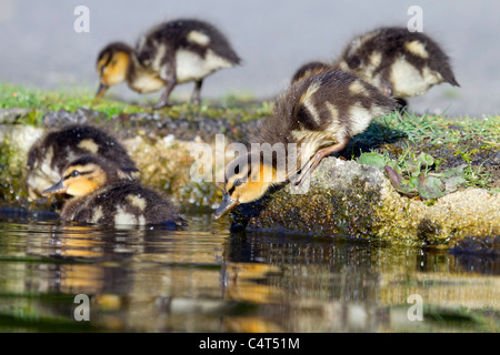 Stockente; Anas Platyrhynchos; Entenküken Stockfoto