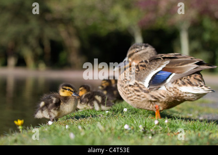 Stockente; Anas Platyrhynchos; Entenküken Stockfoto