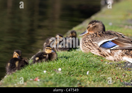 Stockente; Anas Platyrhynchos; Entenküken Stockfoto