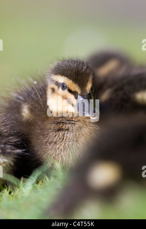 Stockente; Anas Platyrhynchos; Entlein Stockfoto