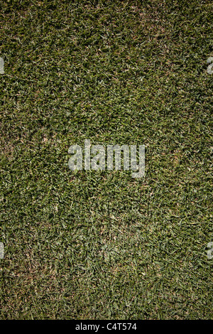 Frisch geschnittene Grasgrün Stockfoto