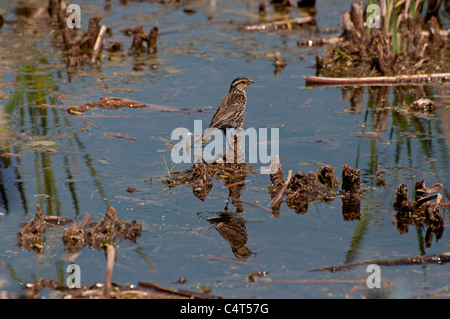 Ein Blick auf eine Singammer in eine Ile Bizard Sumpf. Stockfoto