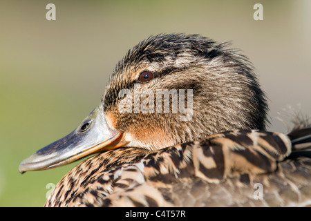 Stockente; Anas Platyrhynchos; Weiblich Stockfoto