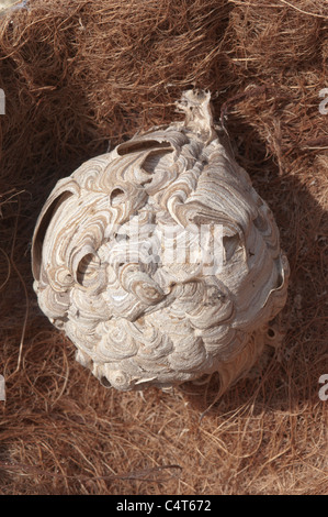 Nest des gemeinsamen Wespe (Vespula Vulgaris) in neue Blumenampel Futter im Schuppen. Sussex, UK Stockfoto