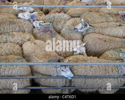 Schafe dicht verpackt in einem Stift auf dem Melton Mowbray Rinder Wochenmarkt, Leicestershire, England. Stockfoto