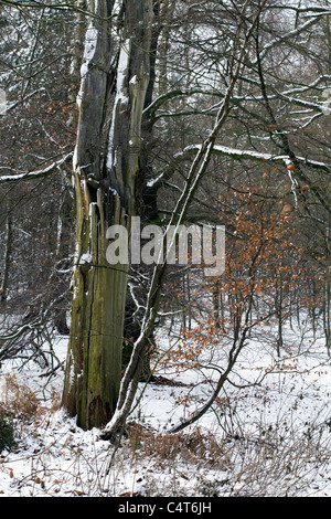 Schneebedeckte Bäume und Äste durch einen Fußweg an einem Wintertag im Wald Alderley Edge Cheshire England Stockfoto