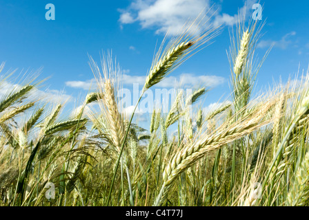 grüne Feder Körner, Nahaufnahme von gelben Ähren auf dem Feld Stockfoto