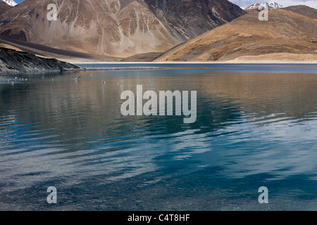 In der Nähe von Leh, Ladakh im nördlichen Indien sind die Himalaya mit schneebedeckten Bergen, die trockenen, unfruchtbaren kalte Wüste, von tibetischen Abfahrten bewohnt. Stockfoto