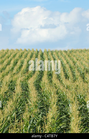 Kornfeld, Eschau, Miltenberg, Franken, Spessart, Bayern, Deutschland Stockfoto